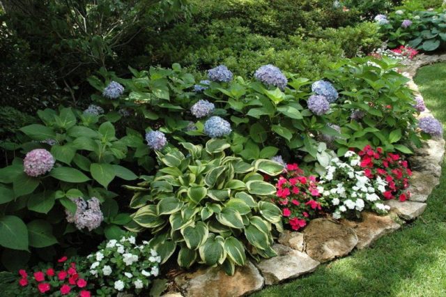 Hydrangeas in the landscape design of a summer cottage