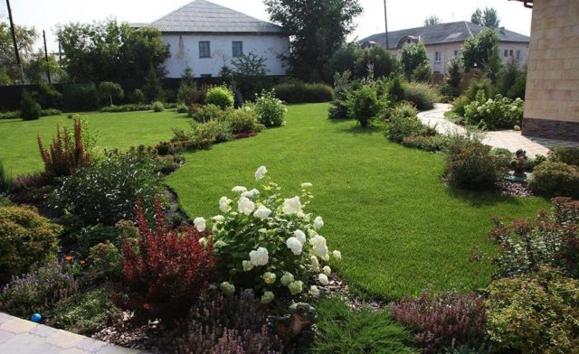 Hydrangeas in the landscape design of a summer cottage