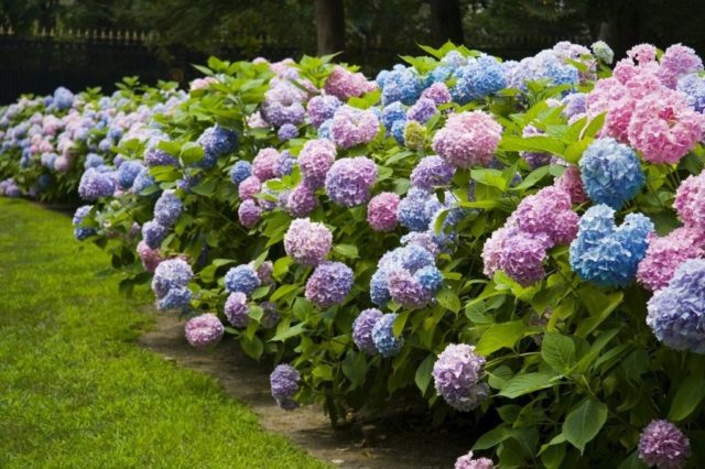 Hydrangeas in the landscape design of a summer cottage