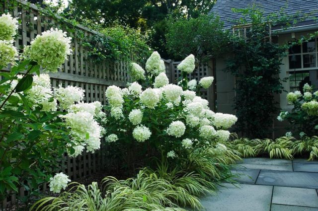 Hydrangeas in the landscape design of a summer cottage