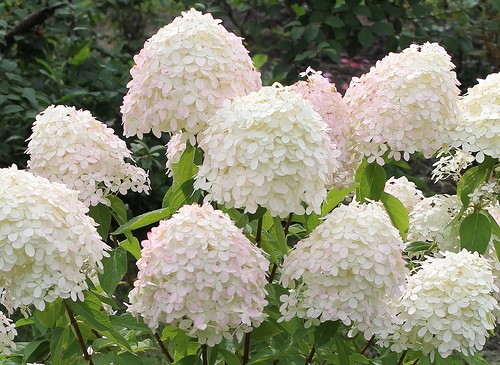 Hydrangeas in the landscape design of a summer cottage