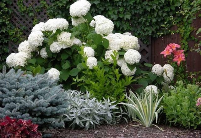 Hydrangeas in the landscape design of a summer cottage