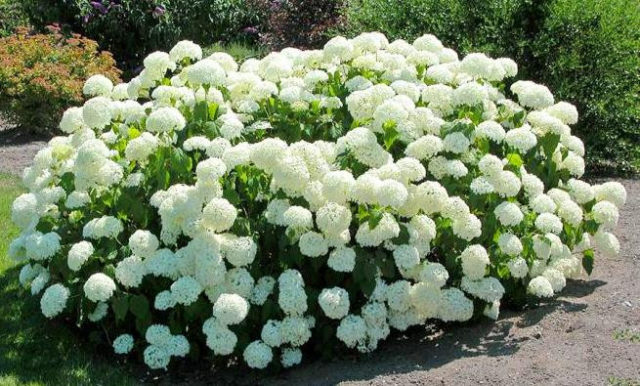 Hydrangeas in the landscape design of a summer cottage