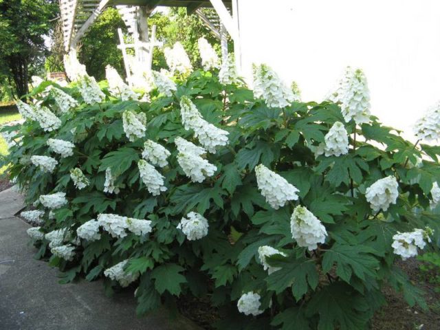 Hydrangeas in the landscape design of a summer cottage