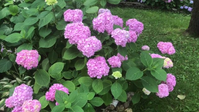 Hydrangeas in the landscape design of a summer cottage