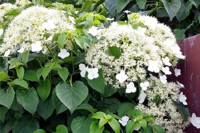 Hydrangeas in the landscape design of a summer cottage