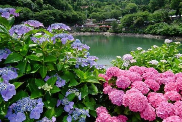 Hydrangeas in the landscape design of a summer cottage