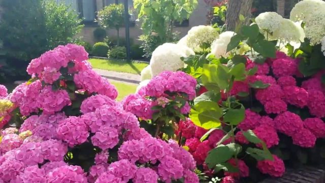 Hydrangeas in the landscape design of a summer cottage