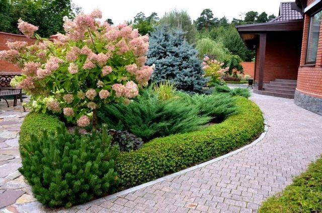 Hydrangeas in the landscape design of a summer cottage