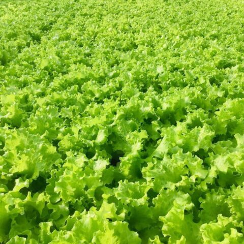 Hydroponic lettuce at home: cultivation technology