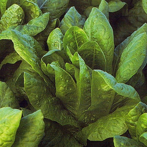 Hydroponic lettuce at home: cultivation technology