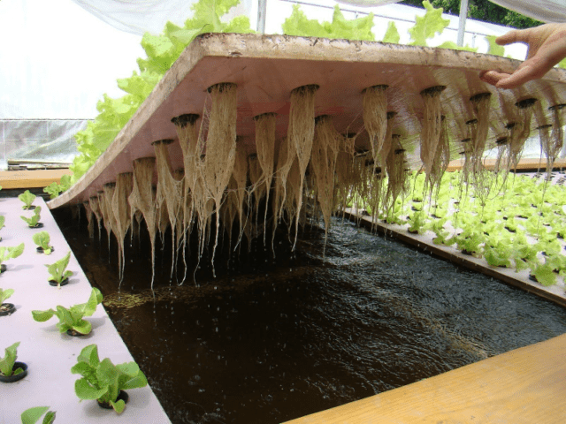 Hydroponic lettuce at home: cultivation technology