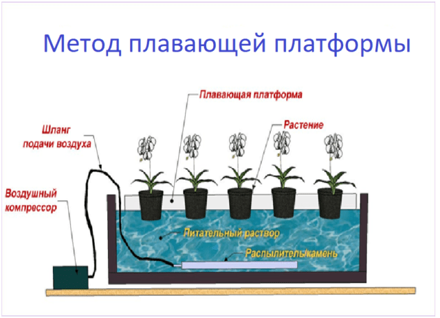 Hydroponic lettuce at home: cultivation technology