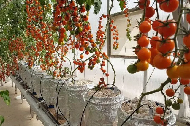 hydroponic tomatoes at home