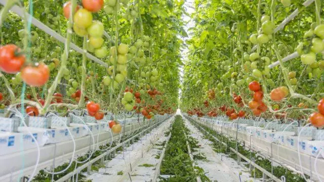 hydroponic tomatoes at home