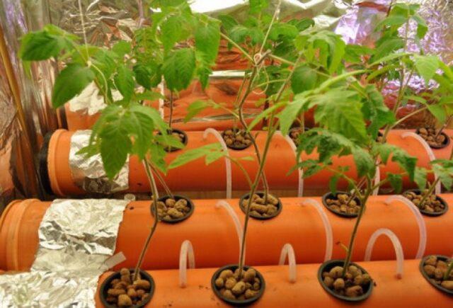 hydroponic tomatoes at home