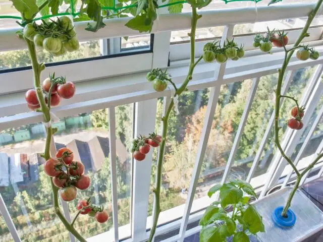 hydroponic tomatoes at home