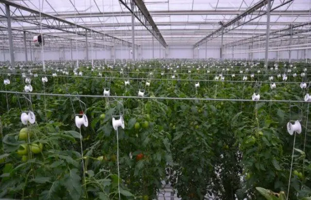 hydroponic tomatoes at home