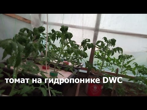 hydroponic tomatoes at home