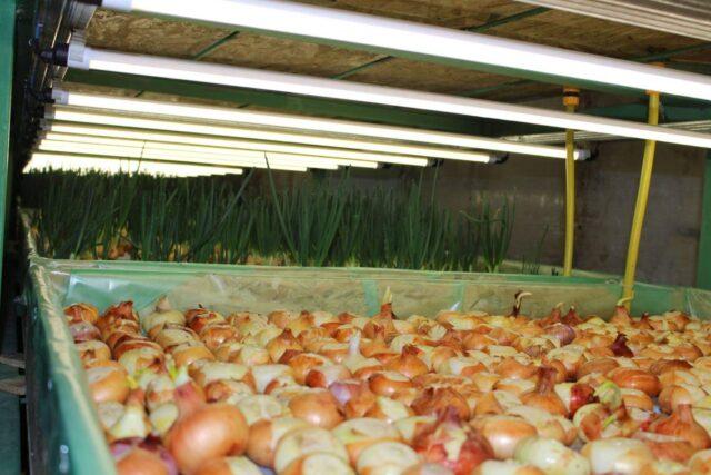 Hydroponics for onions on a feather do it yourself