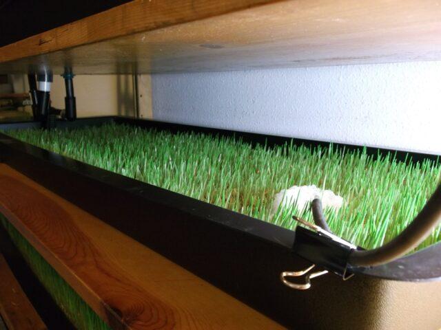 Hydroponics for onions on a feather do it yourself