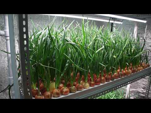 Hydroponics for onions on a feather do it yourself