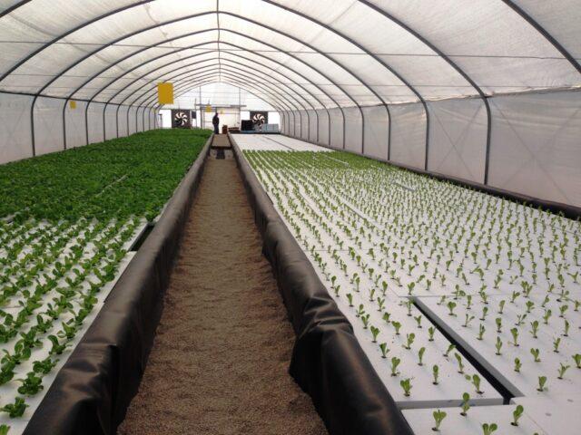 Hydroponics for onions on a feather do it yourself