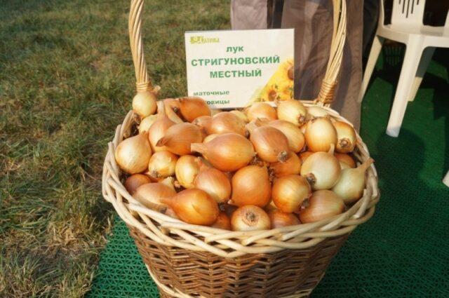 Hydroponics for onions on a feather do it yourself