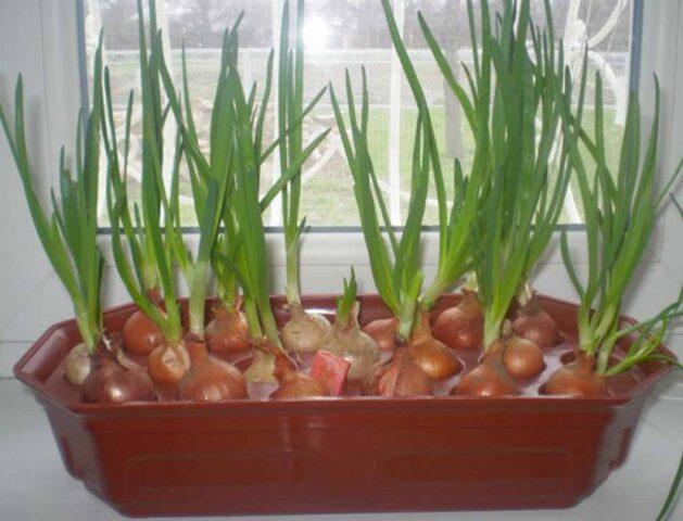 Hydroponics for onions on a feather do it yourself