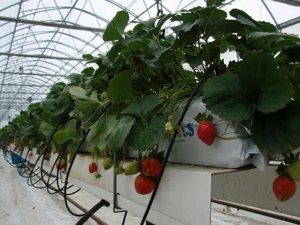 Hydroponics for strawberries at home