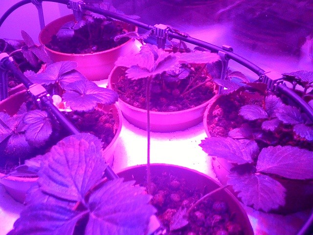 Hydroponics for strawberries at home