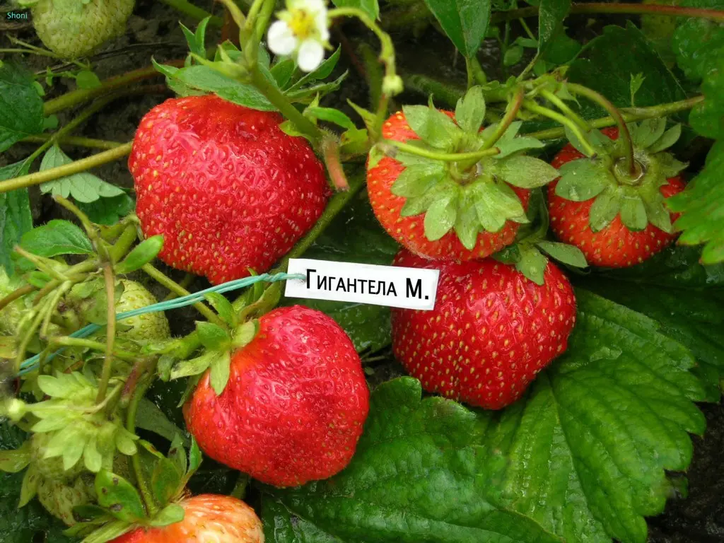 Hydroponics for strawberries at home