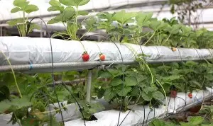 Hydroponics for strawberries at home