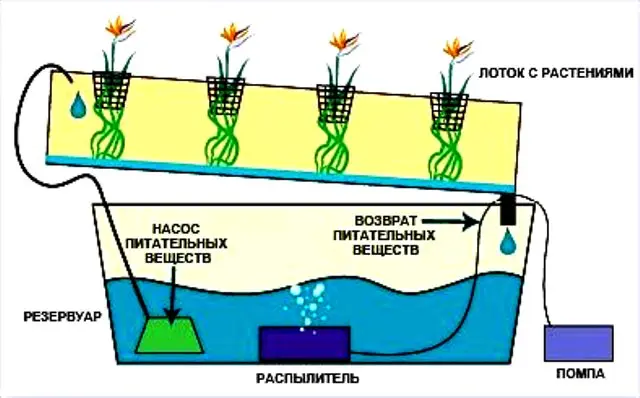 Hydroponics for strawberries at home