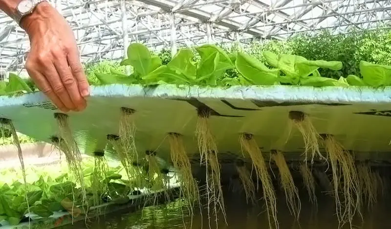 Hydroponics for strawberries at home