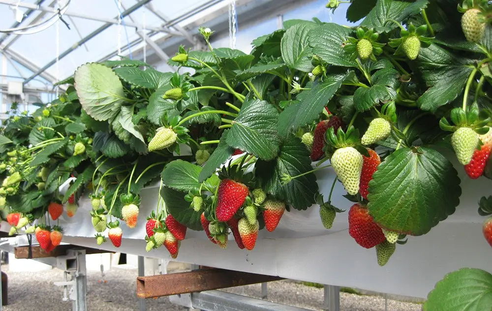 Hydroponics for strawberries at home