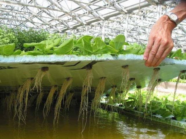 Hydroponics: harm and benefit