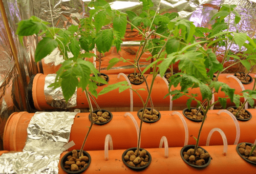 Hydroponics: harm and benefit