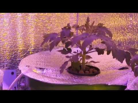 Hydroponics: harm and benefit