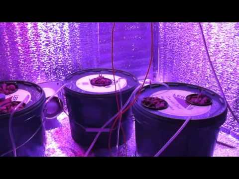 Hydroponics: harm and benefit