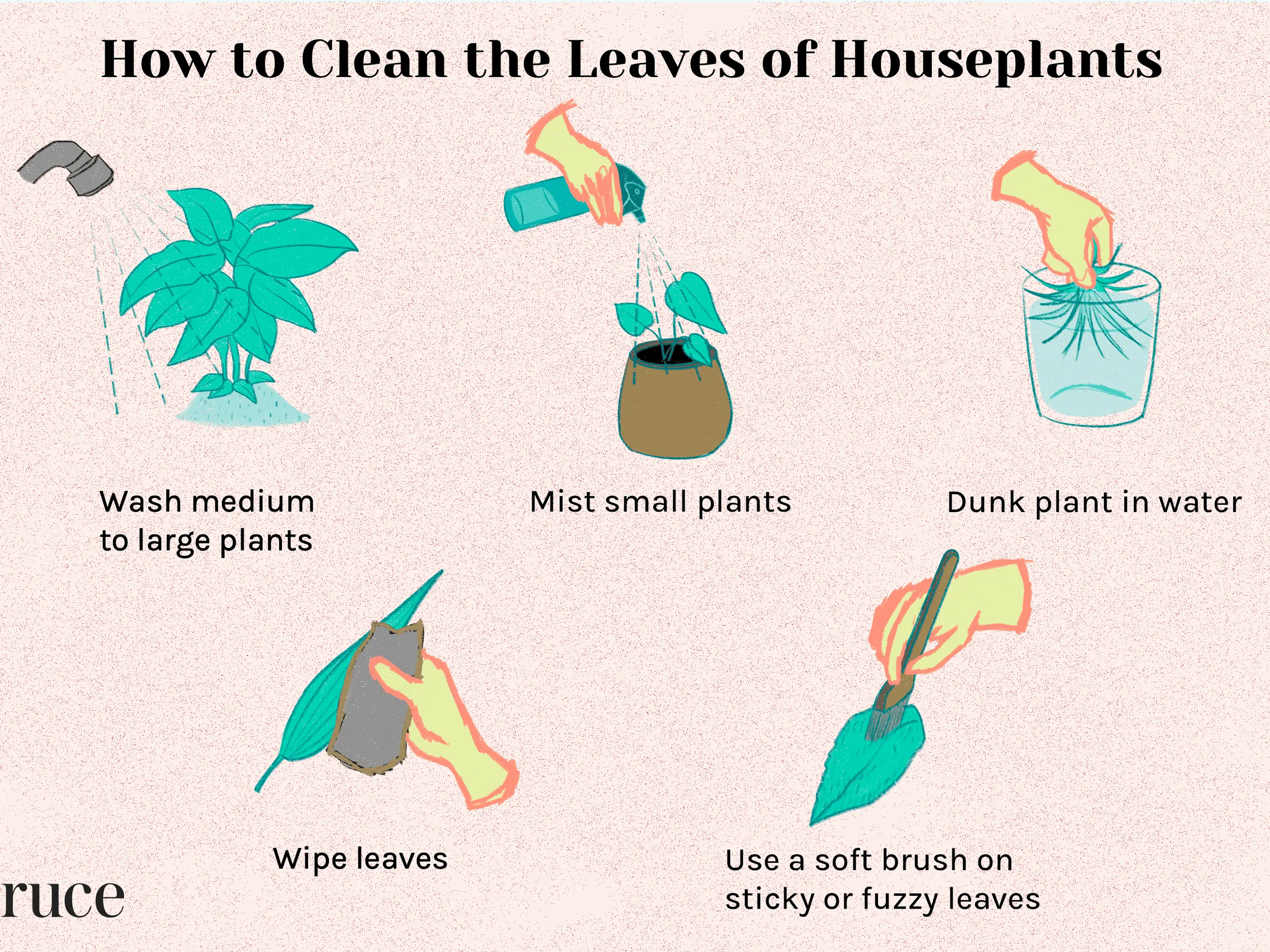 Hygiene of indoor plants: how to properly clean