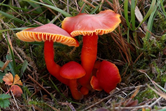 Hygrocibe cinnabar red: description and photo