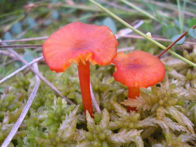 Hygrocibe cinnabar red: description and photo