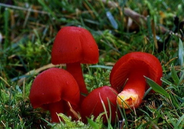 Hygrocybe alai: edibility, description and photo