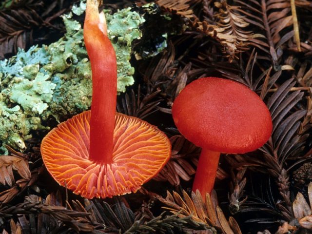 Hygrocybe alai: edibility, description and photo