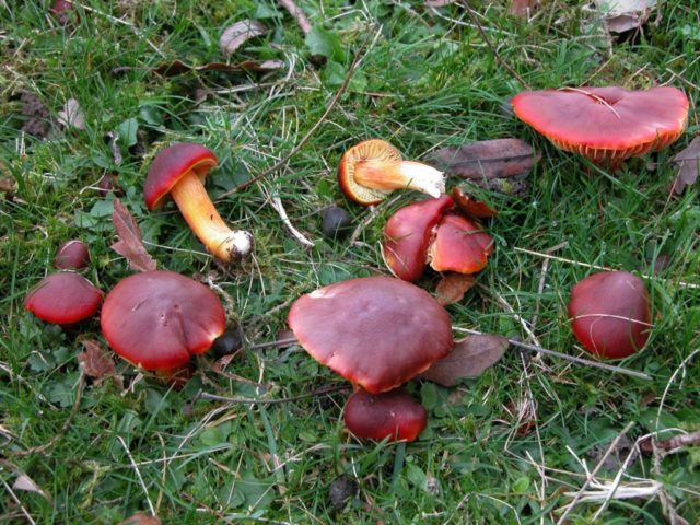 Hygrocybe alai: edibility, description and photo