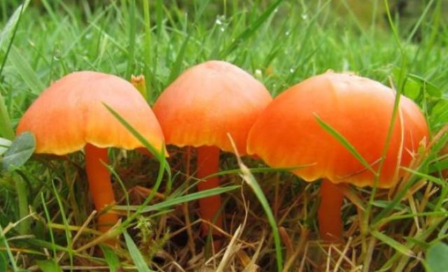 Hygrocybe alai: edibility, description and photo