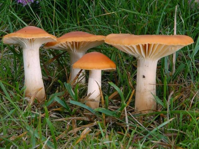 Hygrocybe alai: edibility, description and photo