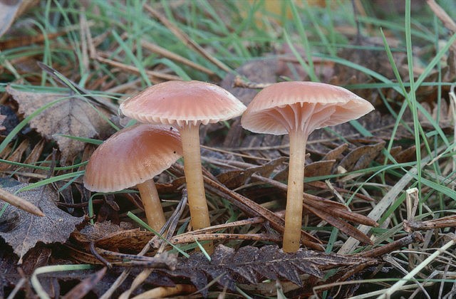 Hygrocybe Beautiful: edibility, description and photo