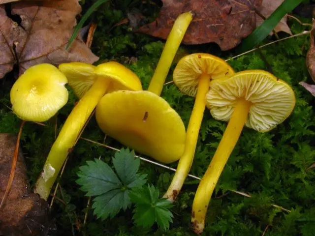 Hygrocybe Beautiful: edibility, description and photo